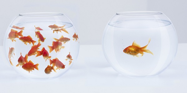 Contrast of  many goldfish in fishbowl and solitary goldfish in opposite fishbowl