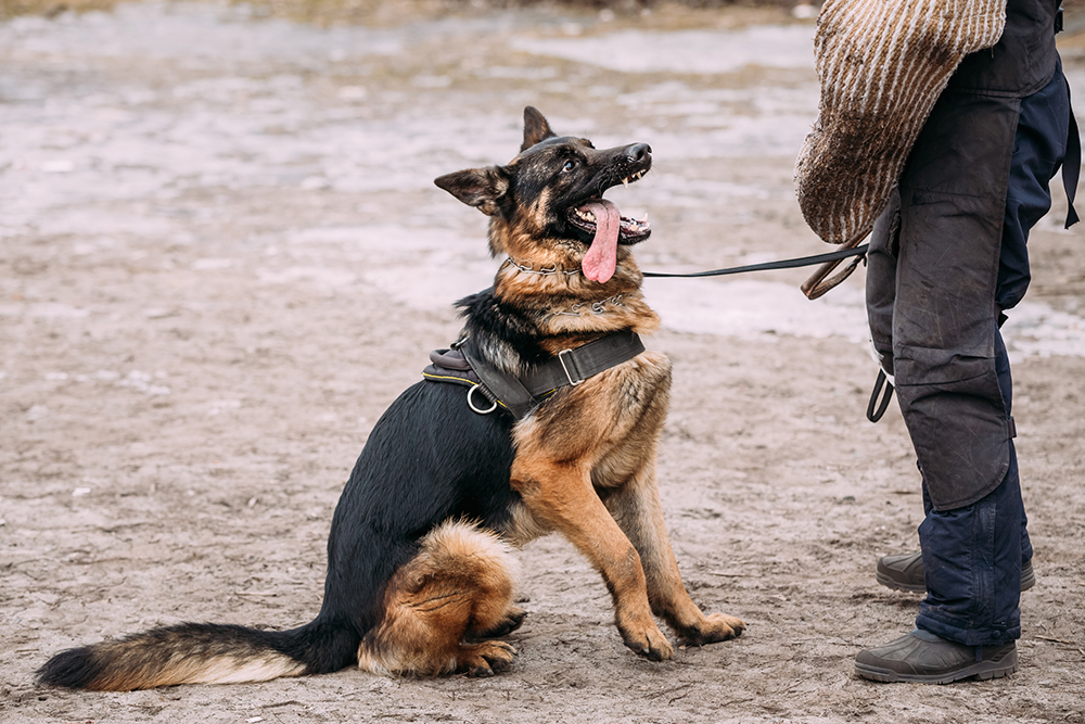 German shepherd dog training
